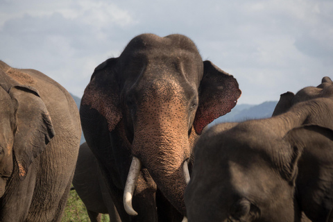 Minneriya National Park Jeep Safari