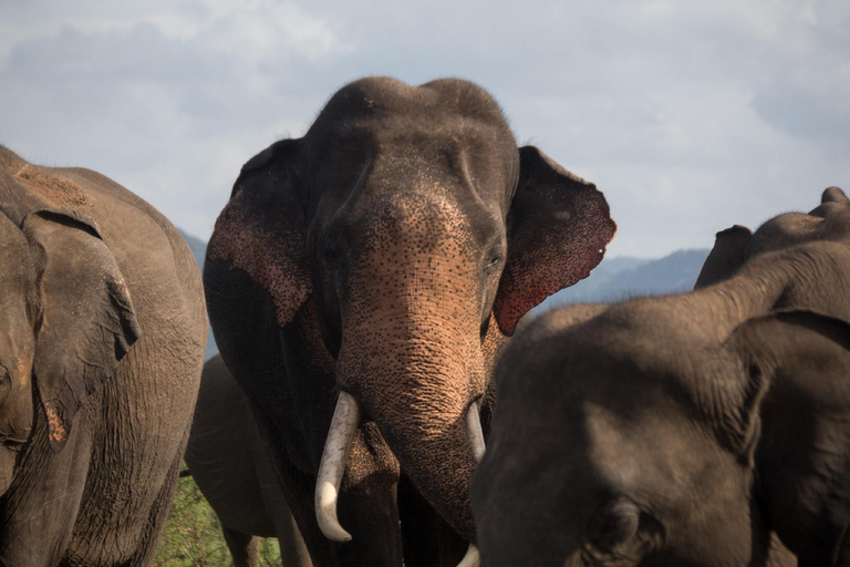 Minneriya National Park Jeep Safari