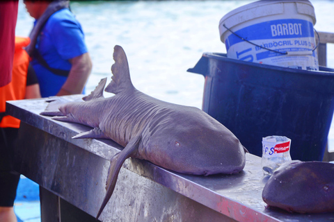 Sal Island: Small-Group Tour with Shark Bay & Blue Eye