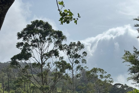 Kandy: Sir James Taylor’s Loolkandura Tea Heritage Hike