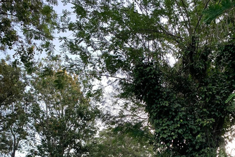 Kandy: Hidden Highlands Nature Walk