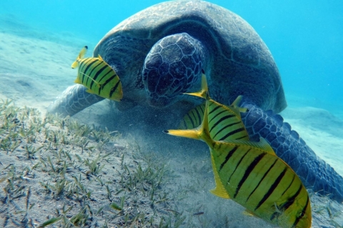 Marsa Alam: Schnorcheln mit Seekühen und Schildkröten Marsa Mubarak