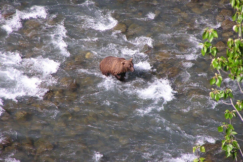 Bird Creek: Chugach State Park ATV Nature Tour & Hike Afternoon Adventure - Single ATV