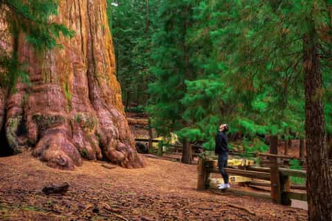 Yosemite: gita di un giorno al parco nazionale in veicolo a biocarburante