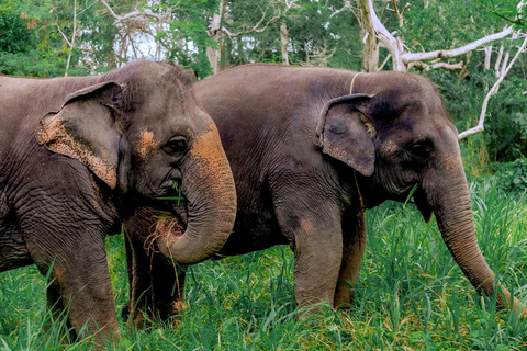 Phuket: Santuario de Elefantes Aventura de Alimentación de Gigantes Gentiles