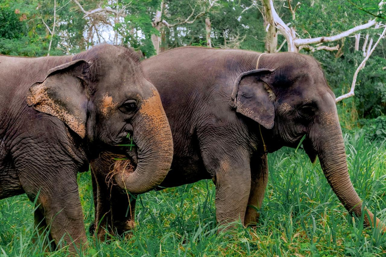 Phuket : Visite du parc naturel des éléphants