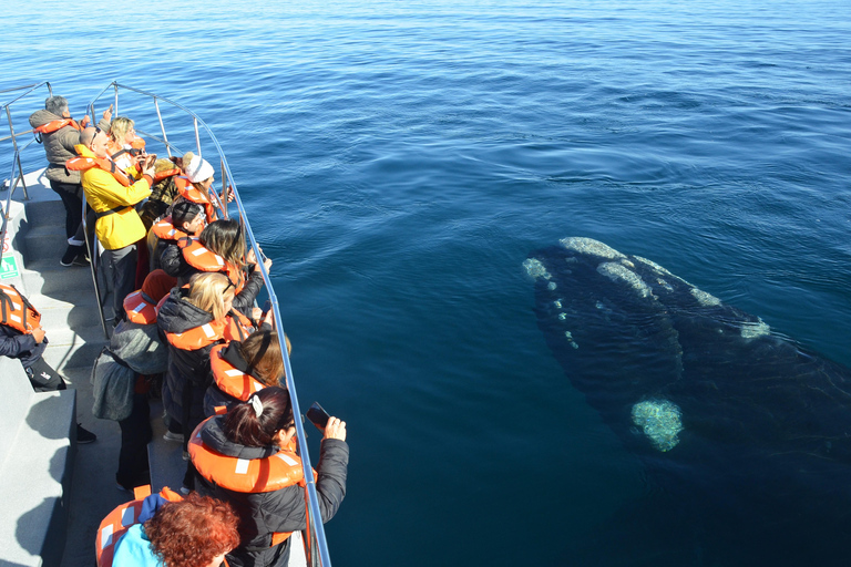 Península Valdés: Whale Watching Boat Tour with Guide