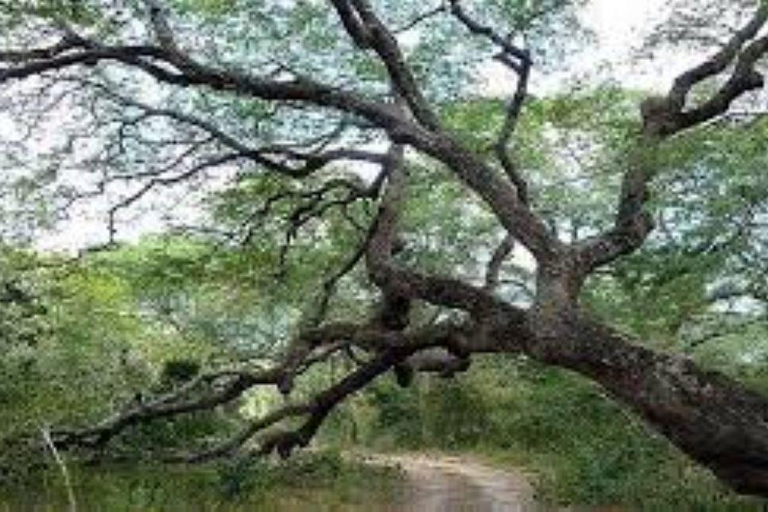 Malindi/Watamu: Half day adventure in Arabuko Sokoke Forest