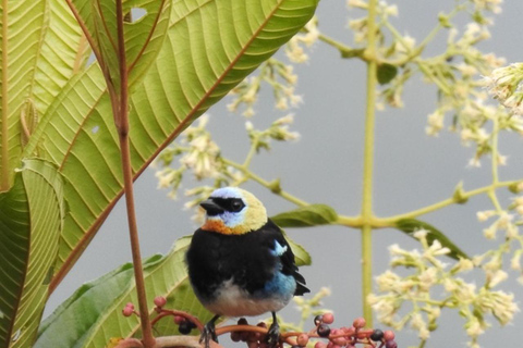 Observación de aves TODO incluido - Desde Medellín