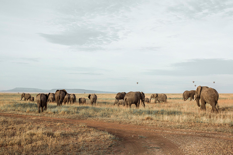 Desde Arusha: Safari de 2 días al Lago Manyara y al Ngorongoro ...