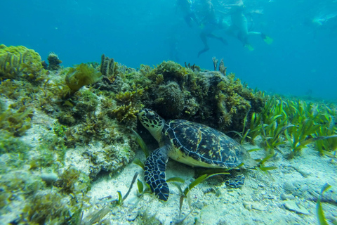 Cancún: Excursión a la selva con esnórquel y paseo en barco por la laguna