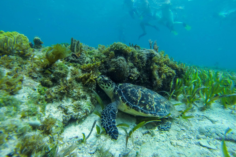 Cancun: Tour nella giungla con snorkeling e giro in barca nella laguna