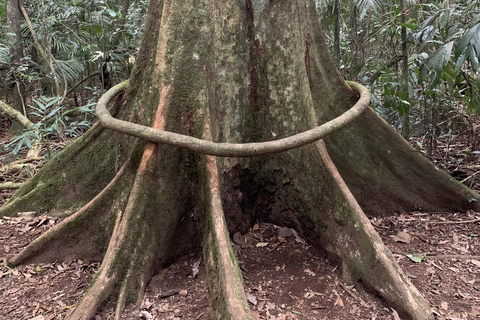 Glass House Mountains & Rainforest Day Tour from Brisbane