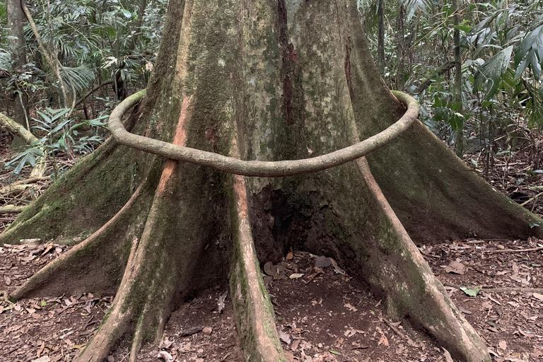 Glass House Mountains & Rainforest Day Tour from Brisbane