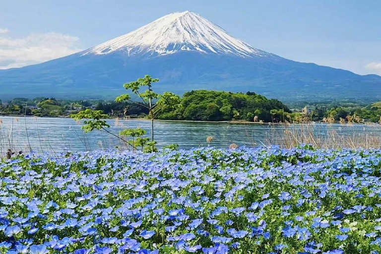 Visite des 6 attractions du mont Fuji : lac Kawaguchi, Oshino HakkaiLieu de rendez-vous : gare de Tokyo à 8 h 00.