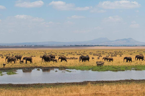 مغامرة أروشا: رحلة ليوم واحد إلى الحديقة الوطنية وسوق الماساي