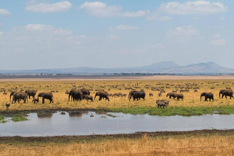 مغامرة أروشا: رحلة ليوم واحد إلى الحديقة الوطنية وسوق الماساي