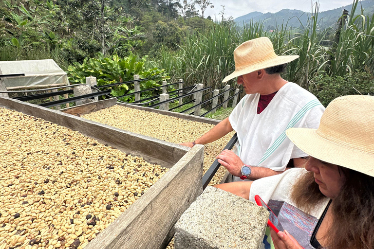 From Medellín: Coffee Farm Hiking & Exotic Fruit Marketplace