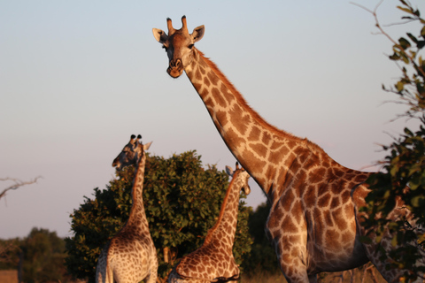 Hwange heldags safariturHwange heldagstur med safari