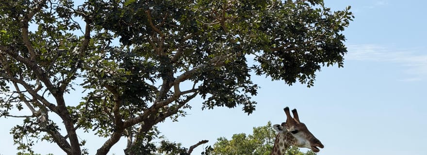 Depuis Banjul : excursion d'une journée en 4x4 dans la réserve de Fathala