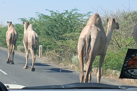 "Doświadczenie safari w Parku Narodowym Awash"