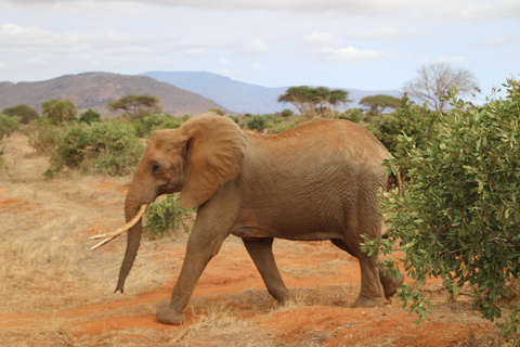 3 dagar Nairobi till Amboseli till Tsavo öster till Mombasa Safari.