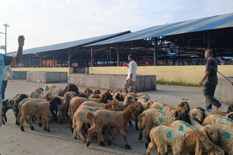 Bombay: Visita guiada al Matadero de Deonar