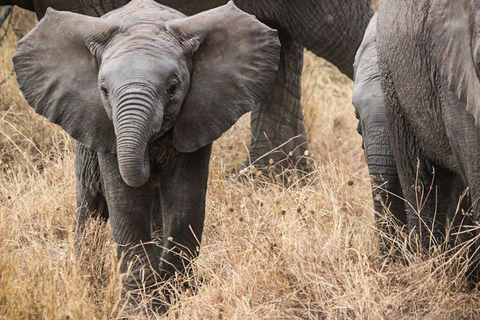 Pacote de voo de 4 dias de Zanzibar para Nyerere NP (Selous GR)