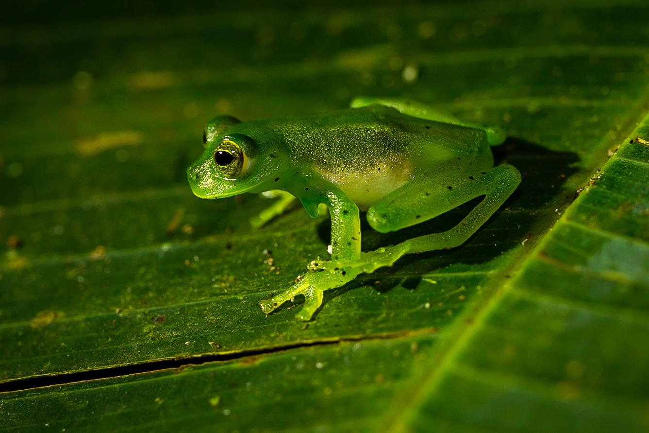 Nachtwanderung in Monteverde