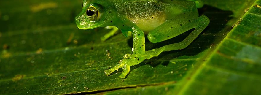Expérience de promenade nocturne à Monteverde