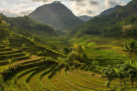 Yogyakarta: Selogriyo-Tempel und Java-Reisterrassen-Wanderung