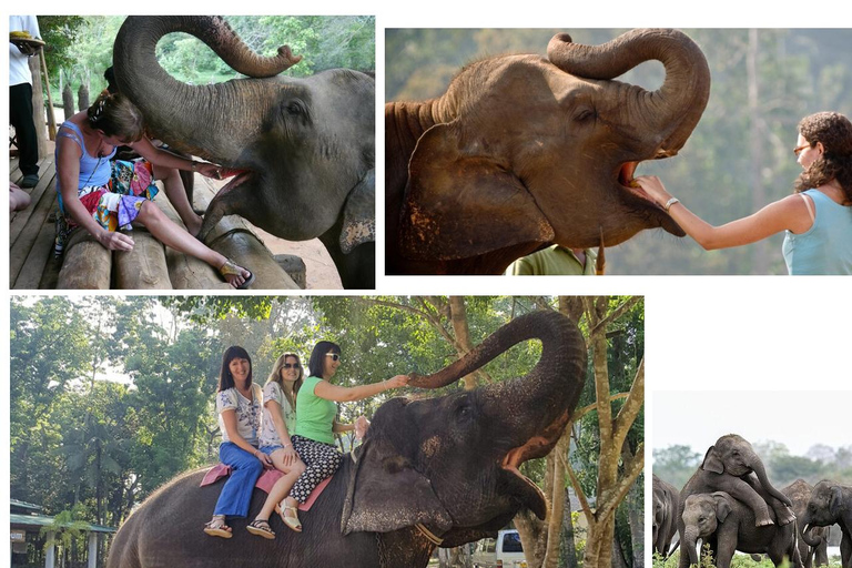 Kandy To Pinnawala Elephant Orphanage Private Tour