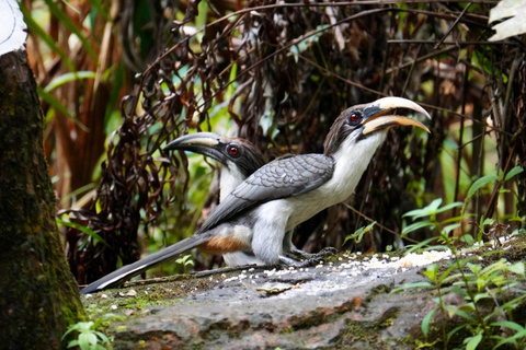 From Bentota: Sinharaja Forest Trekking with Waterfall Bath Pick up from Ahungalla / Bentota
