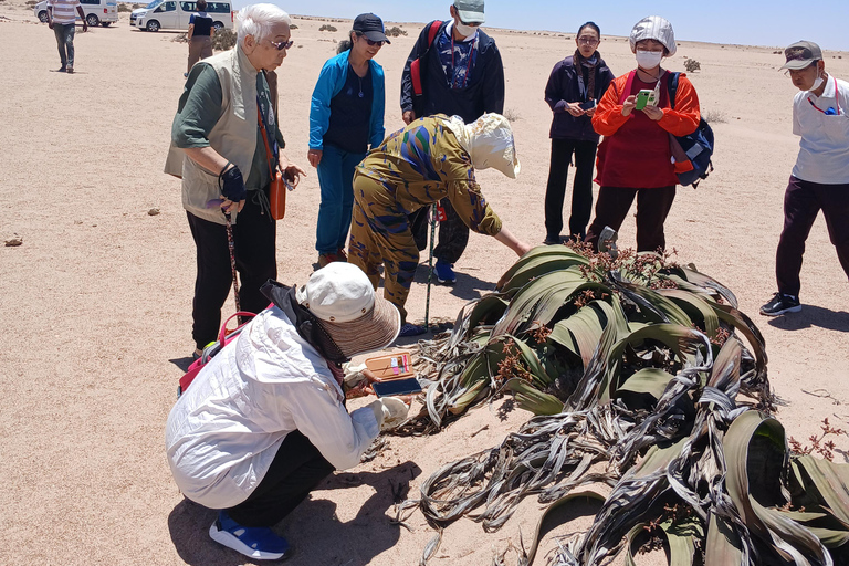 Walvis Bay to Swakopmund Tour: Coastal Gems & Desert Magic