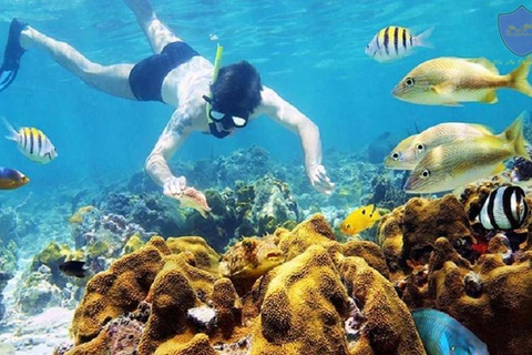 Da Nang/Hoi An: Cham Island Snorkeling or Diving Tour Group Tour