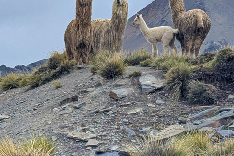 Wanderung Charquini und Lagunen von Huayna Potosí (Westseite)Wandern in Charquini und Lagunen von Huayna Potosí (Westseite)