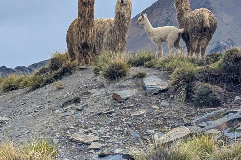 Wanderung Charquini und Lagunen von Huayna Potosí (Westseite)Wandern in Charquini und Lagunen von Huayna Potosí (Westseite)