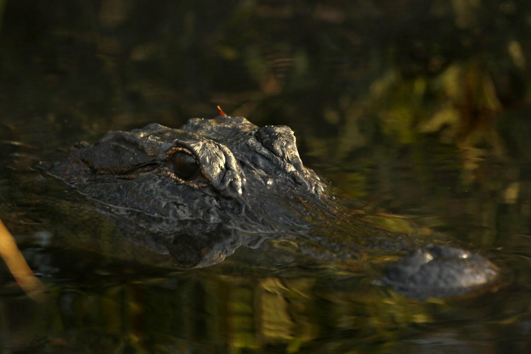 Excursion nocturne à la recherche d&#039;alligators