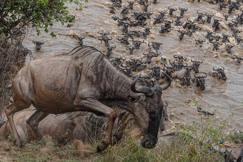 3-daags safari-avontuur in Serengeti en Ngorongoro