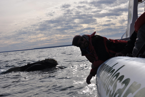 Puerto Piramides: Whale Watching Boat Trip