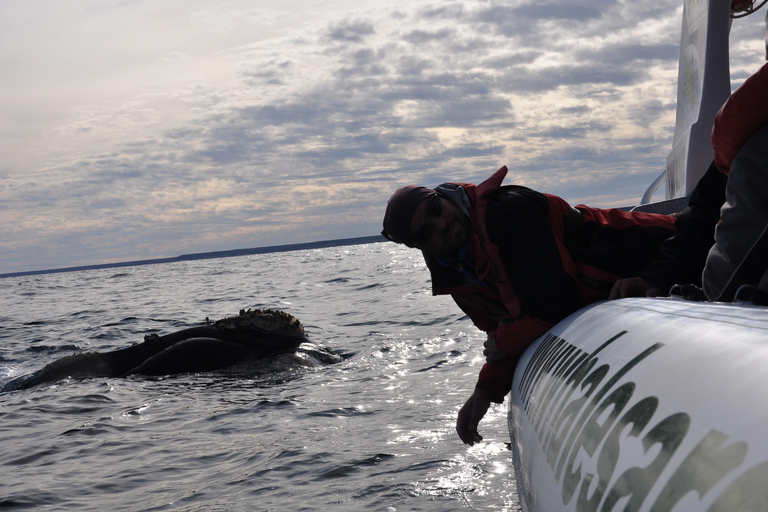 Puerto Piramides: Whale Watching Boat Trip