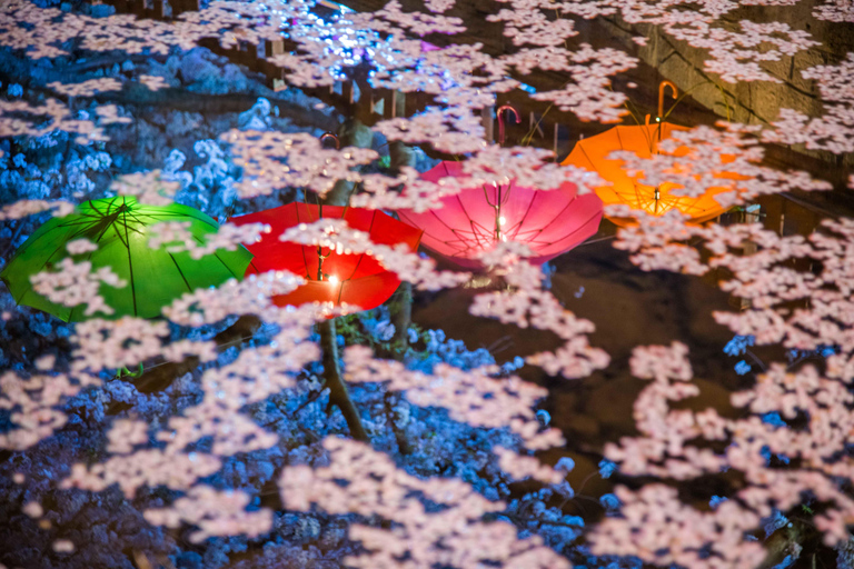 Busan: Jinhae-kersenbloesemfestival dag- of avondtourAvondtour Jinhae, ontmoeten op Busan Station