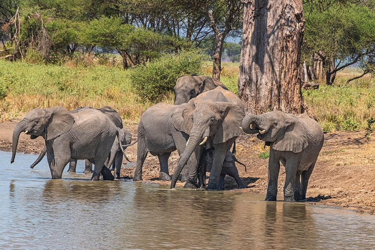 Viagem de 1 dia para a cratera de NgorongoroViagem de 1 dia à Cratera de Ngorongoro