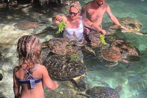 Zanzibar: Pływaj z żółwiami morskimi w oceanarium Baraka w NungwiTransport nie jest wliczony w cenę. Jednak opłaty za wejście są wliczone