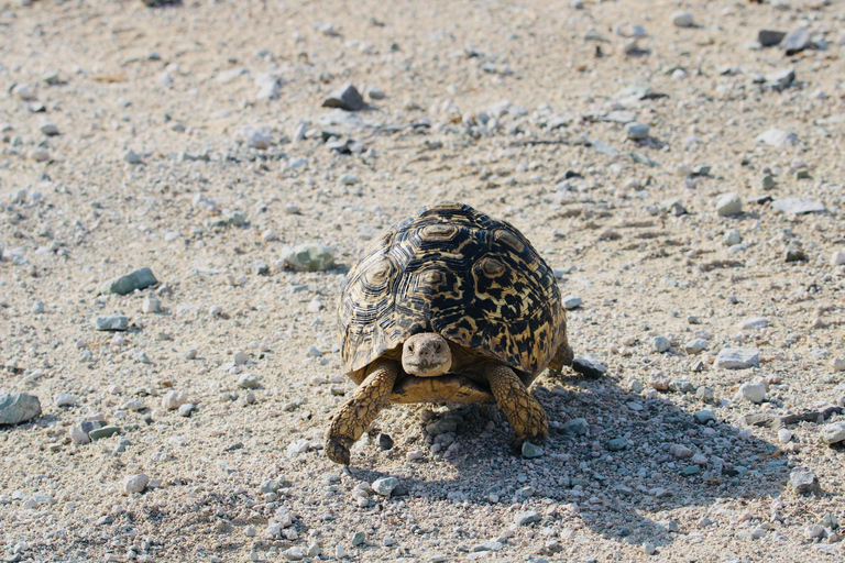 Windhoek: 3-Day Guided Safari in Etosha with Lodge