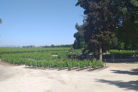 Tour del vino Concha y Toro Marqués de Casa Concha