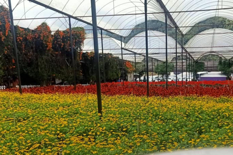 Penang: Cameron Highlands 3D2N Trip Private Group Tour