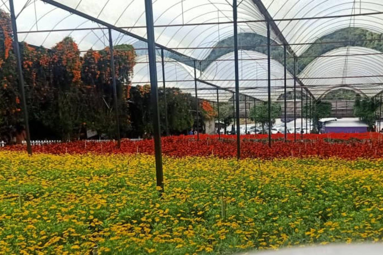 Penang: Cameron Highlands 3D2N Trip Private Group Tour