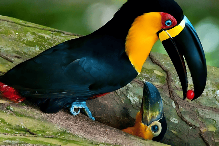 Stan Rio de Janeiro: Bilet wstępu do ogrodów kulturalnych Uaná Etê