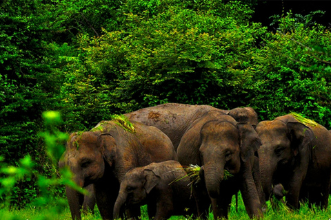 From Sigiriya: Wasgamuwa National Park Safari Adventure
